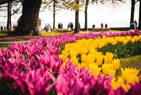 Tulpenfest Morges Waadt Genfersee 